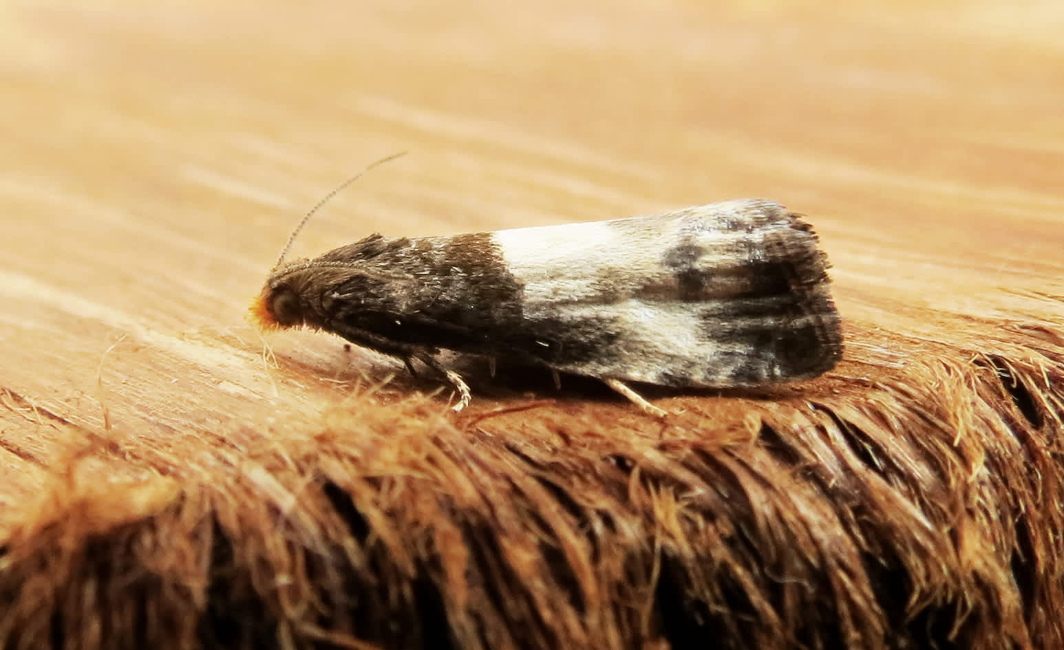 Yellow-faced Bell (Notocelia cynosbatella) photographed in Somerset by Steve Chapple