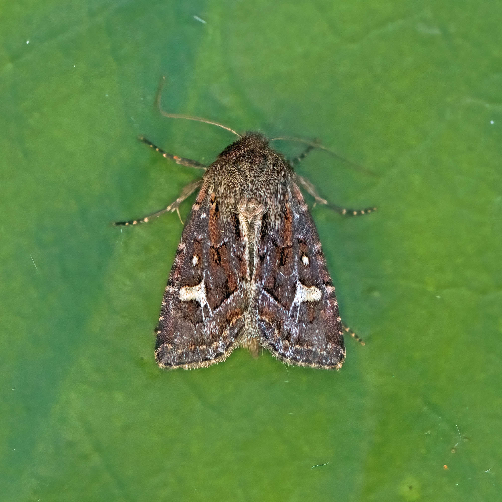 Haworth's Minor (Celaena haworthii) photographed in Somerset by Nigel Voaden