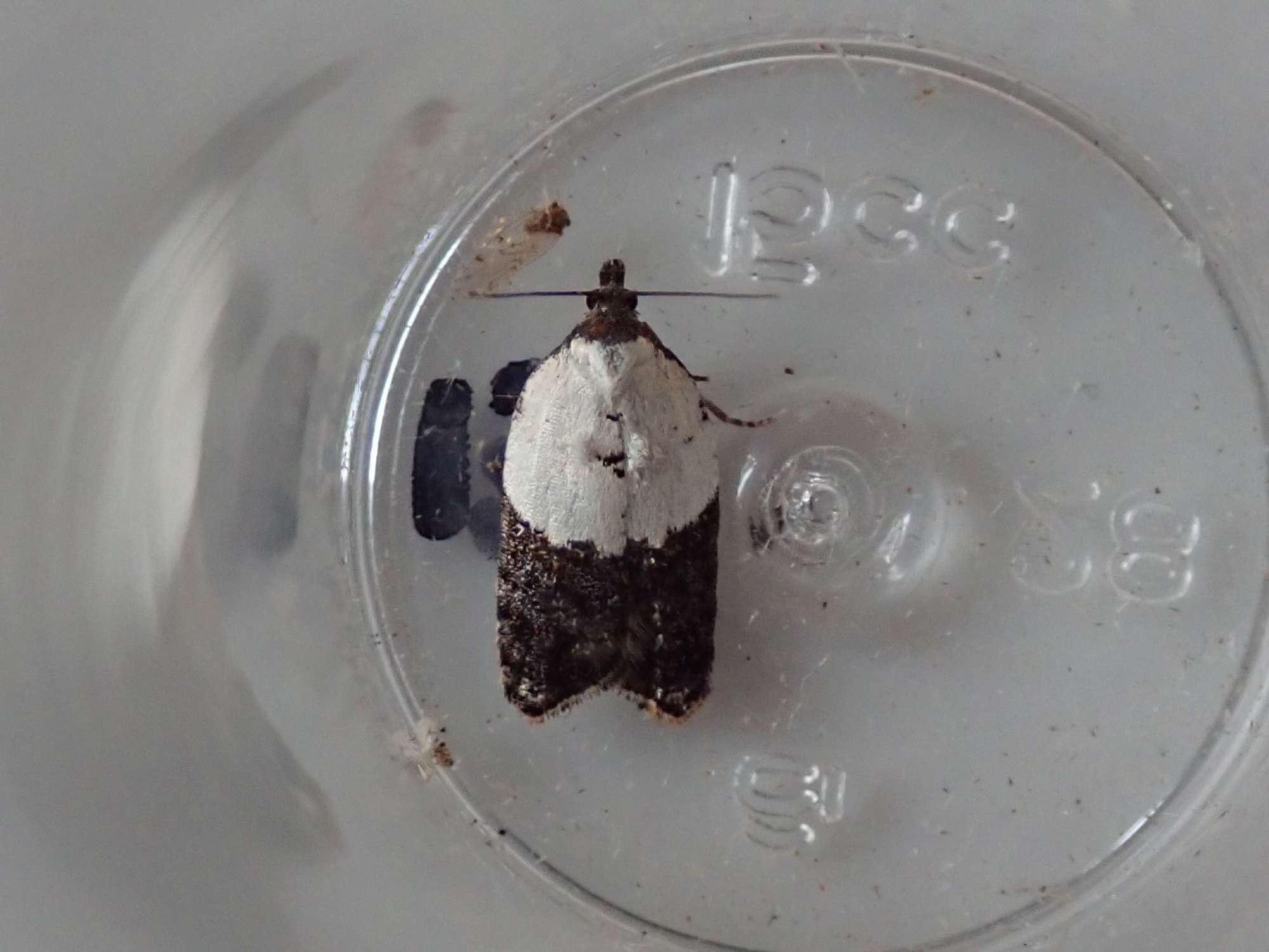 Garden Rose Tortrix (Acleris variegana) photographed in Somerset by Christopher Iles