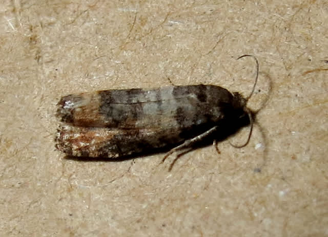 Pine Marble (Piniphila bifasciana) photographed in Somerset by Steve Chapple