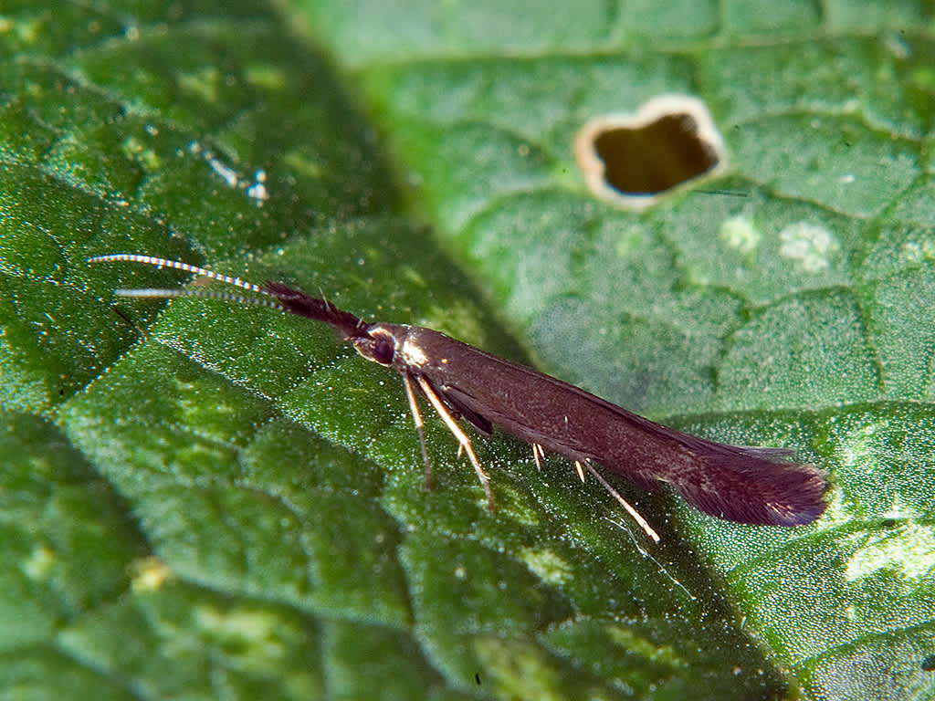 Meadow Case-bearer (Coleophora mayrella) photographed in Somerset by John Bebbington