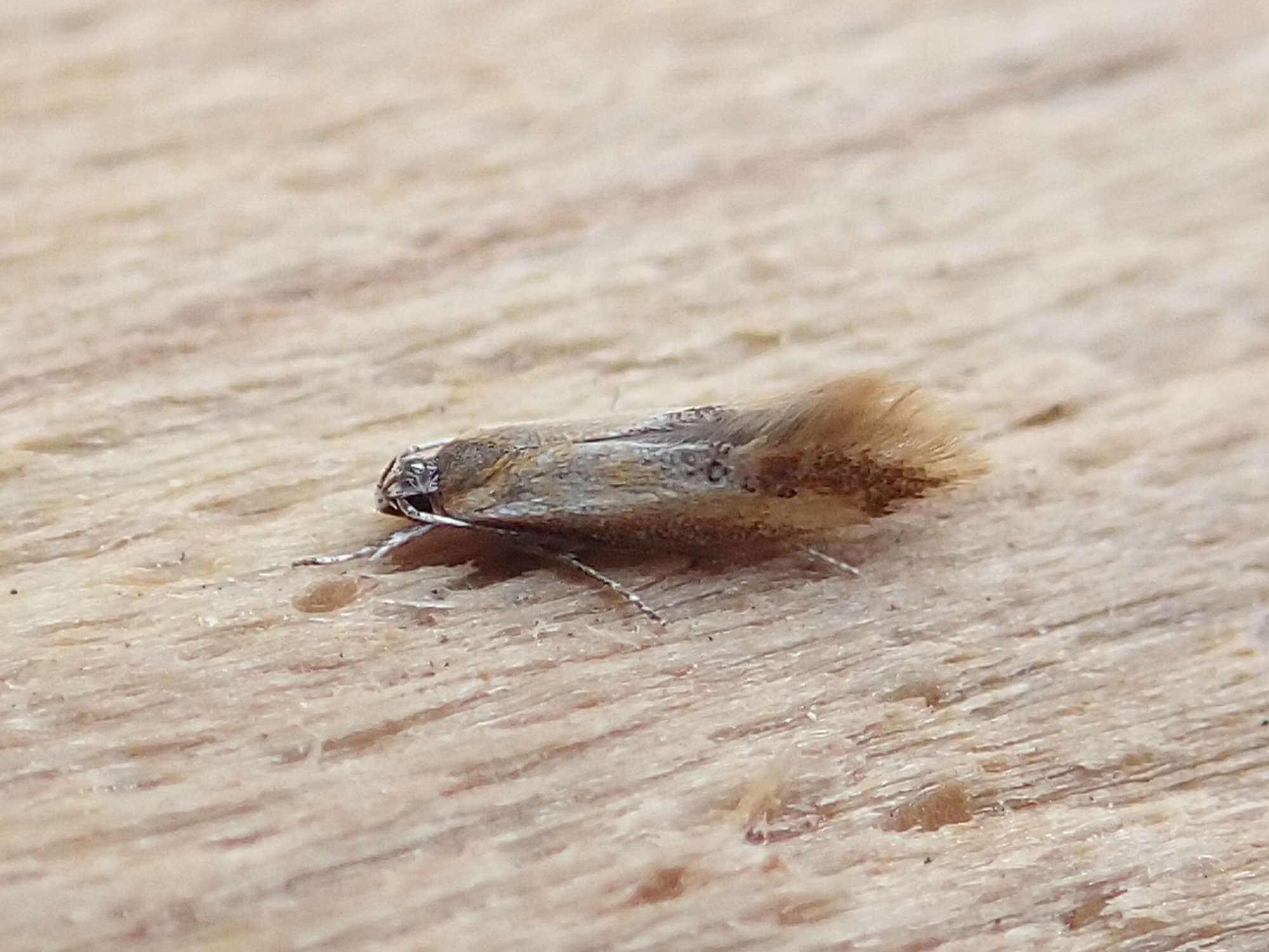 Lesser Tawny Tubic (Batia lunaris) photographed in Somerset by Sue Davies