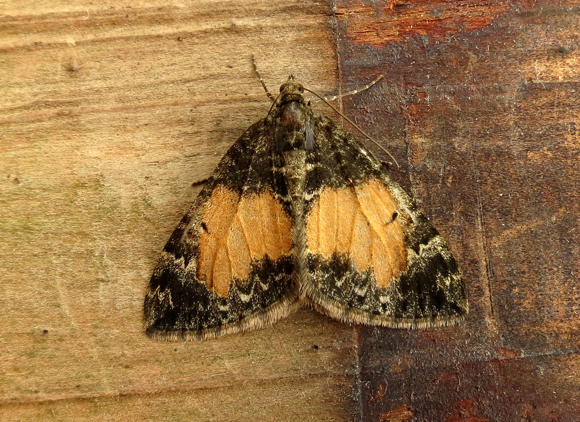 Common Marbled Carpet (Dysstroma truncata) photographed in Somerset by Steve Chapple