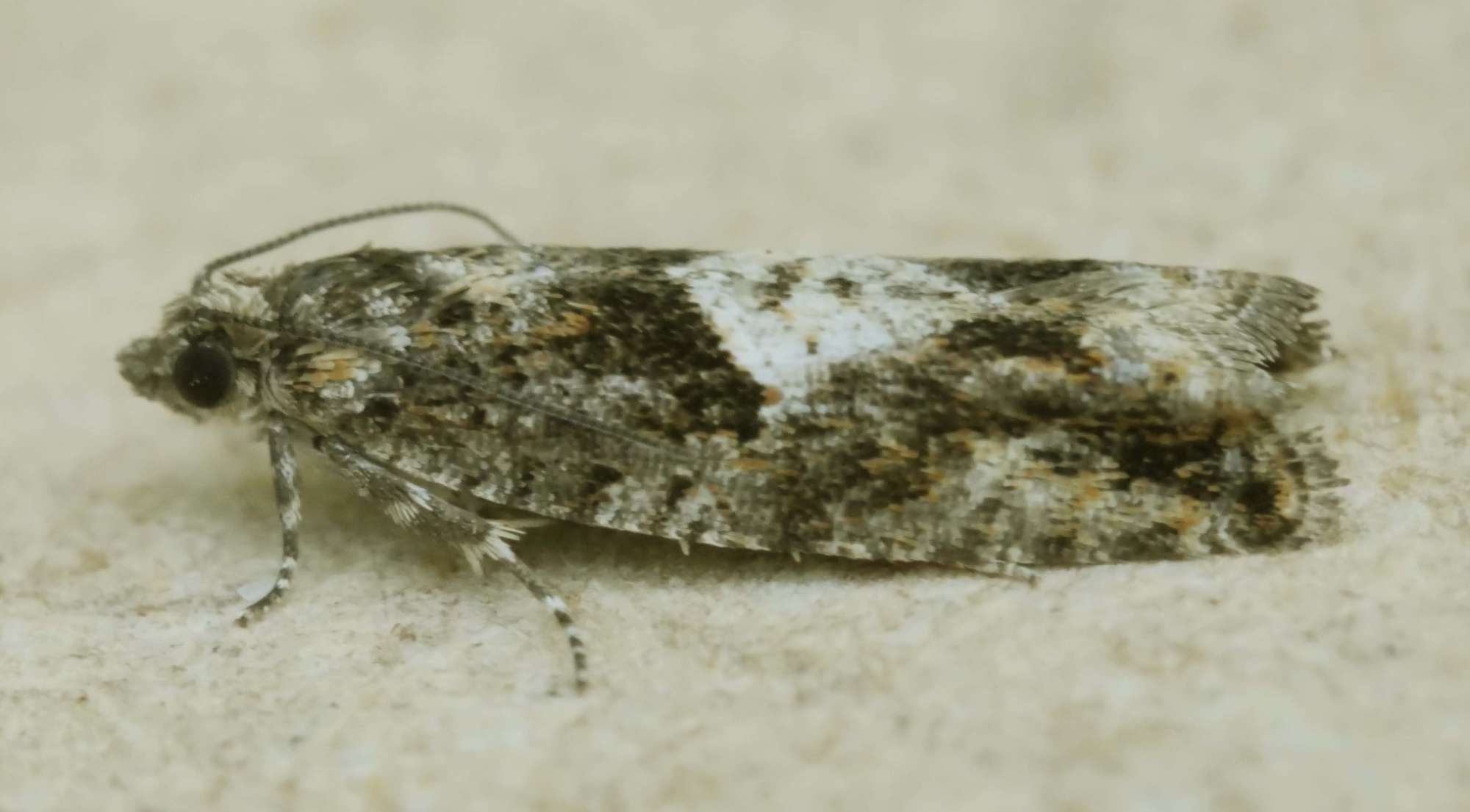 Common Birch Bell (Epinotia immundana) photographed in Somerset by Jenny Vickers