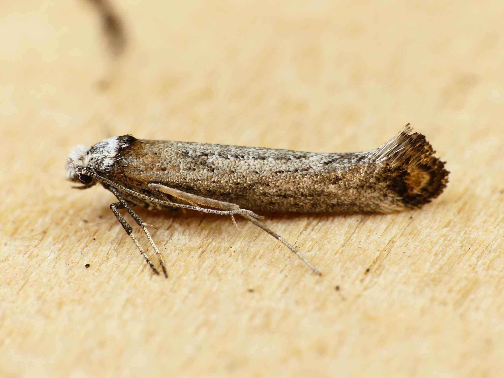 Copper-tipped Ermine (Pseudoswammerdamia combinella) photographed in Somerset by Paul Wilkins