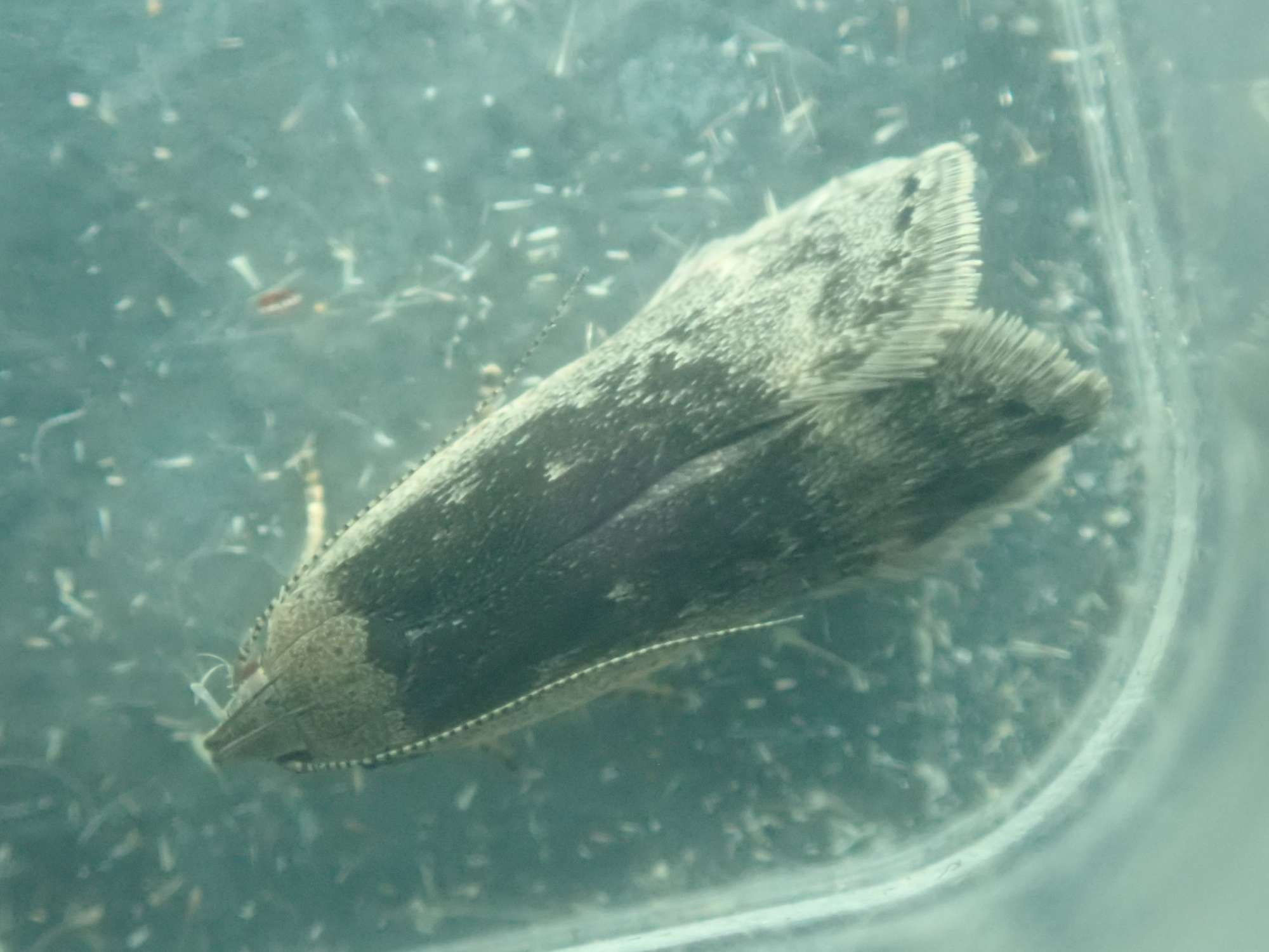 Poplar Sober (Anacampsis populella) photographed in Somerset by Christopher Iles