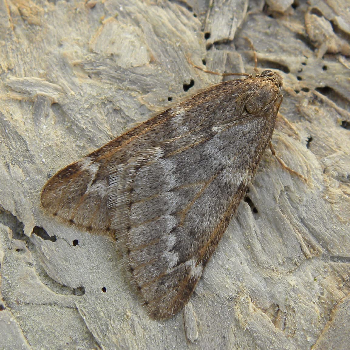 March Moth (Alsophila aescularia) photographed in Somerset by Sue Davies