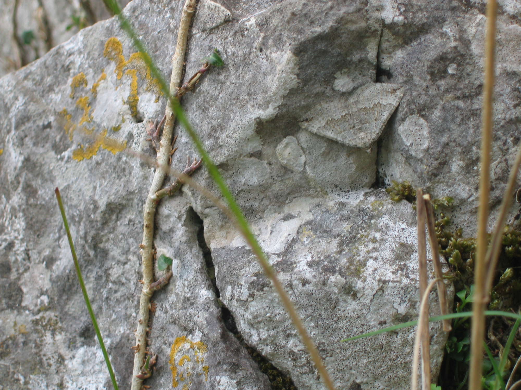 Chalk Carpet (Scotopteryx bipunctaria) photographed in Somerset by Christopher Iles