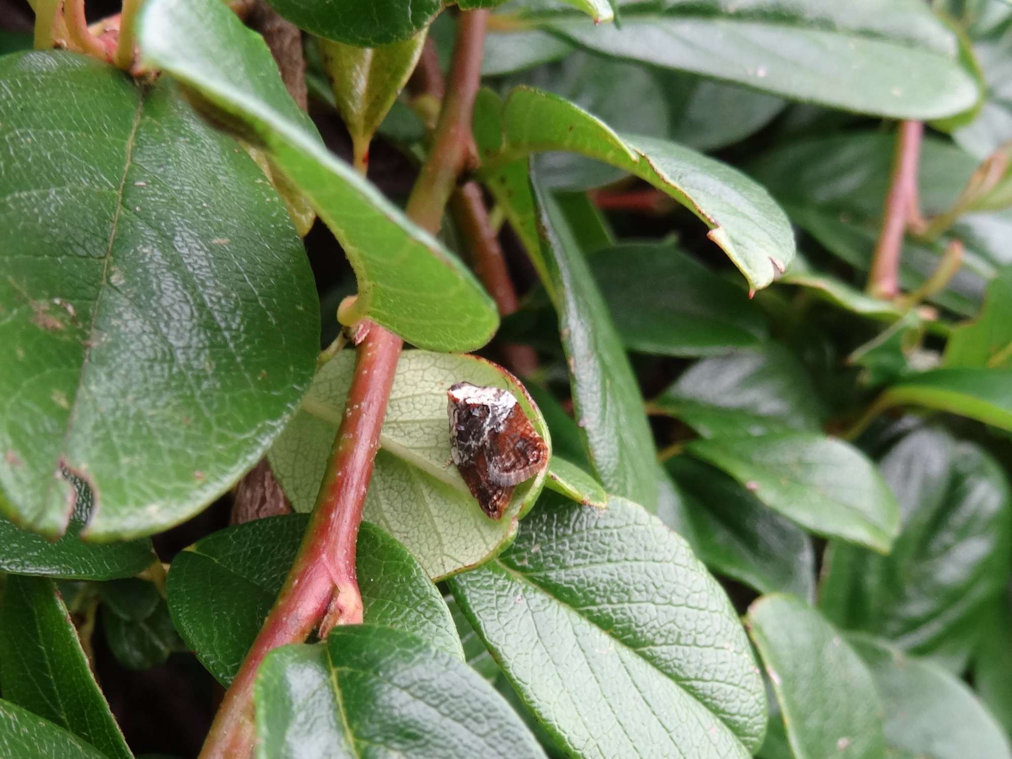 Garden Rose Tortrix (Acleris variegana) photographed in Somerset by Christopher Iles