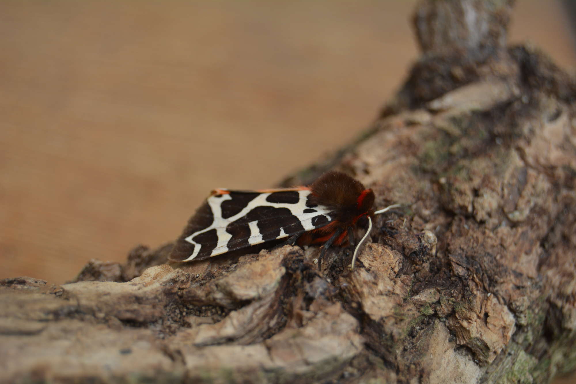 Garden Tiger (Arctia caja) photographed in Somerset by Jenny Vickers