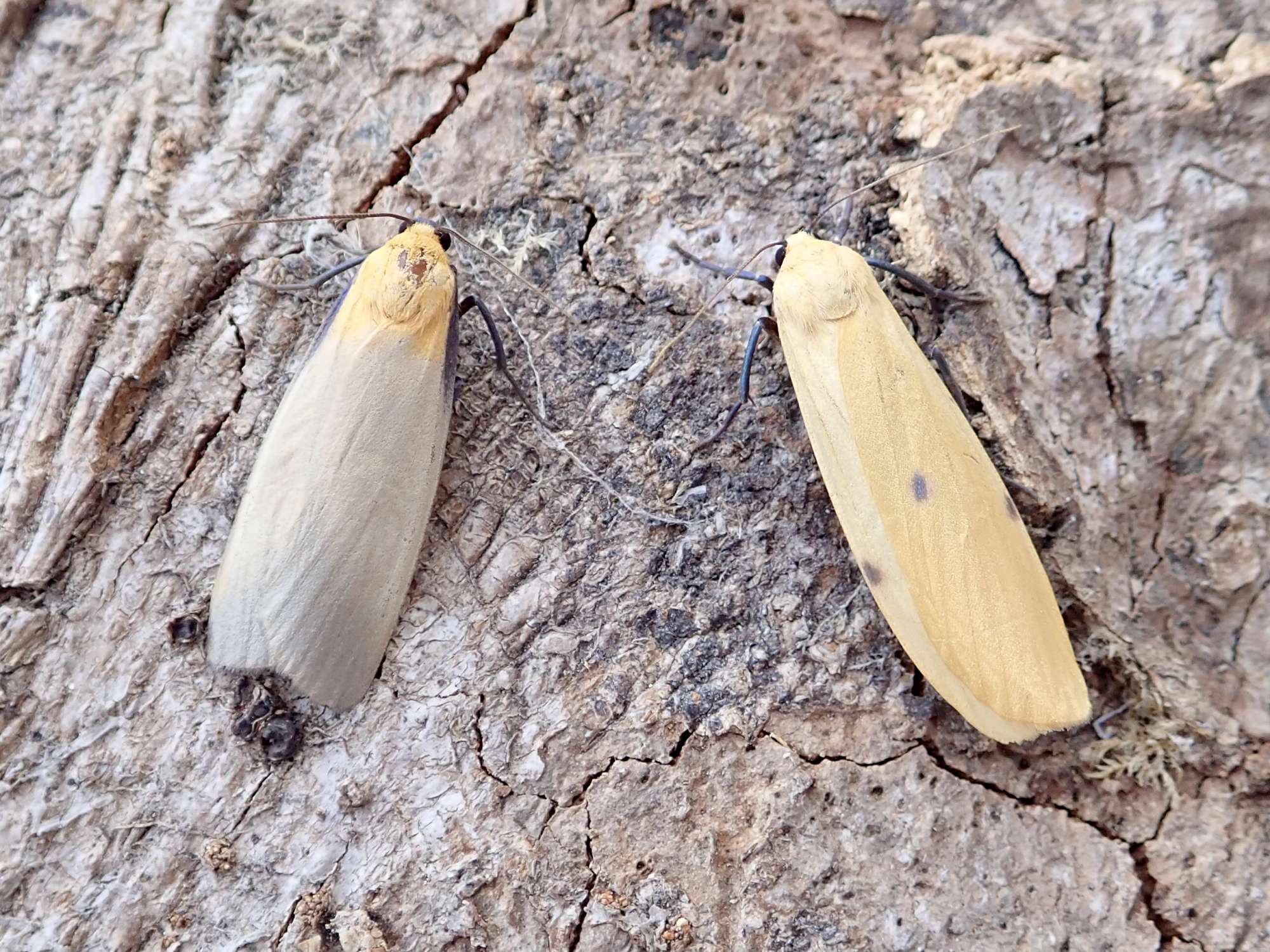 Four-spotted Footman (Lithosia quadra) photographed in Somerset by Sue Davies