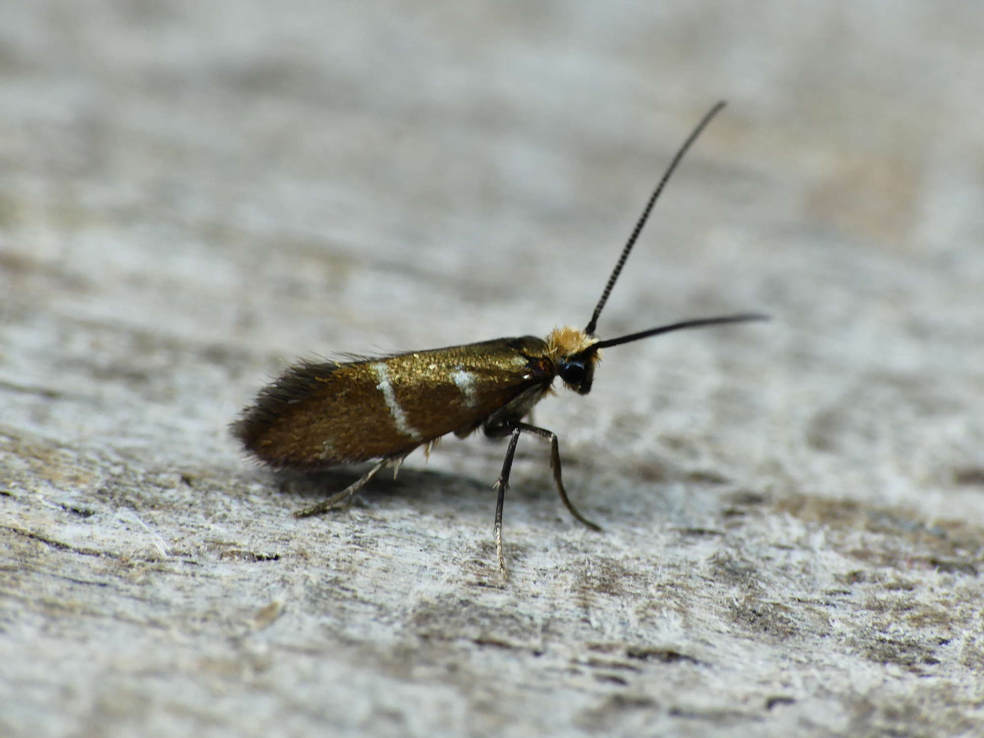 White-barred Gold (Micropterix aruncella) photographed in Somerset by Paul Wilkins