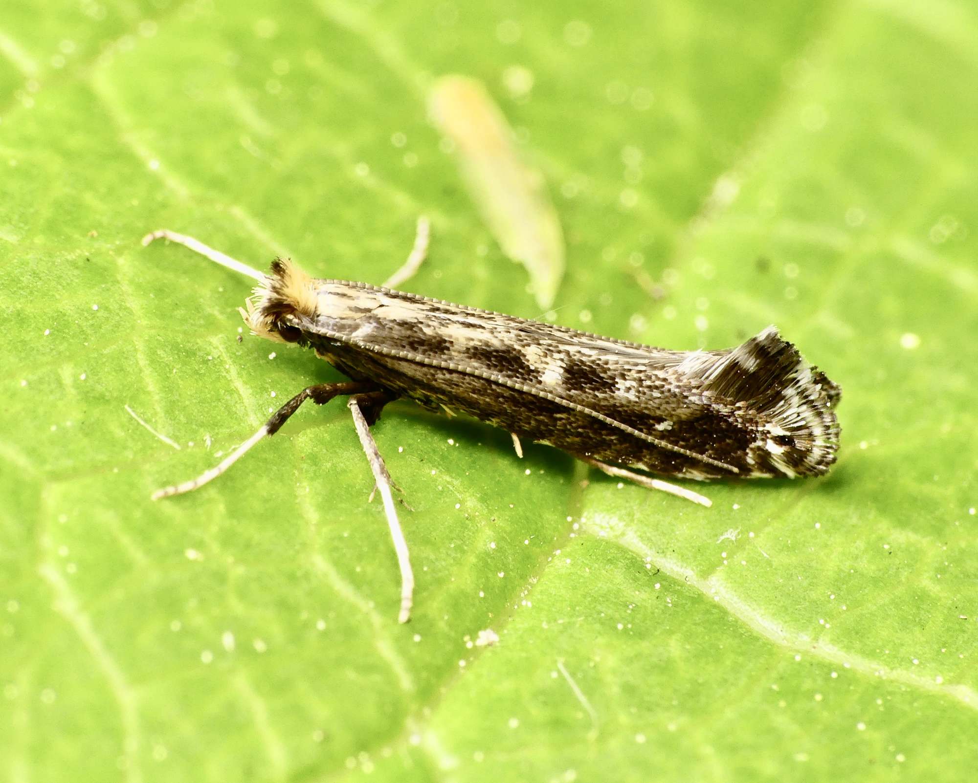 Pointed Slender (Parornix finitimella) photographed in Somerset by Paul Wilkins