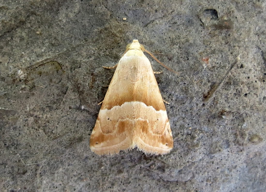 Small Marbled (Eublemma parva) photographed in Somerset by Steve Chapple