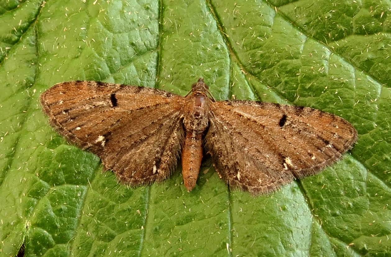 Currant Pug (Eupithecia assimilata) photographed in Somerset by Steve Chapple