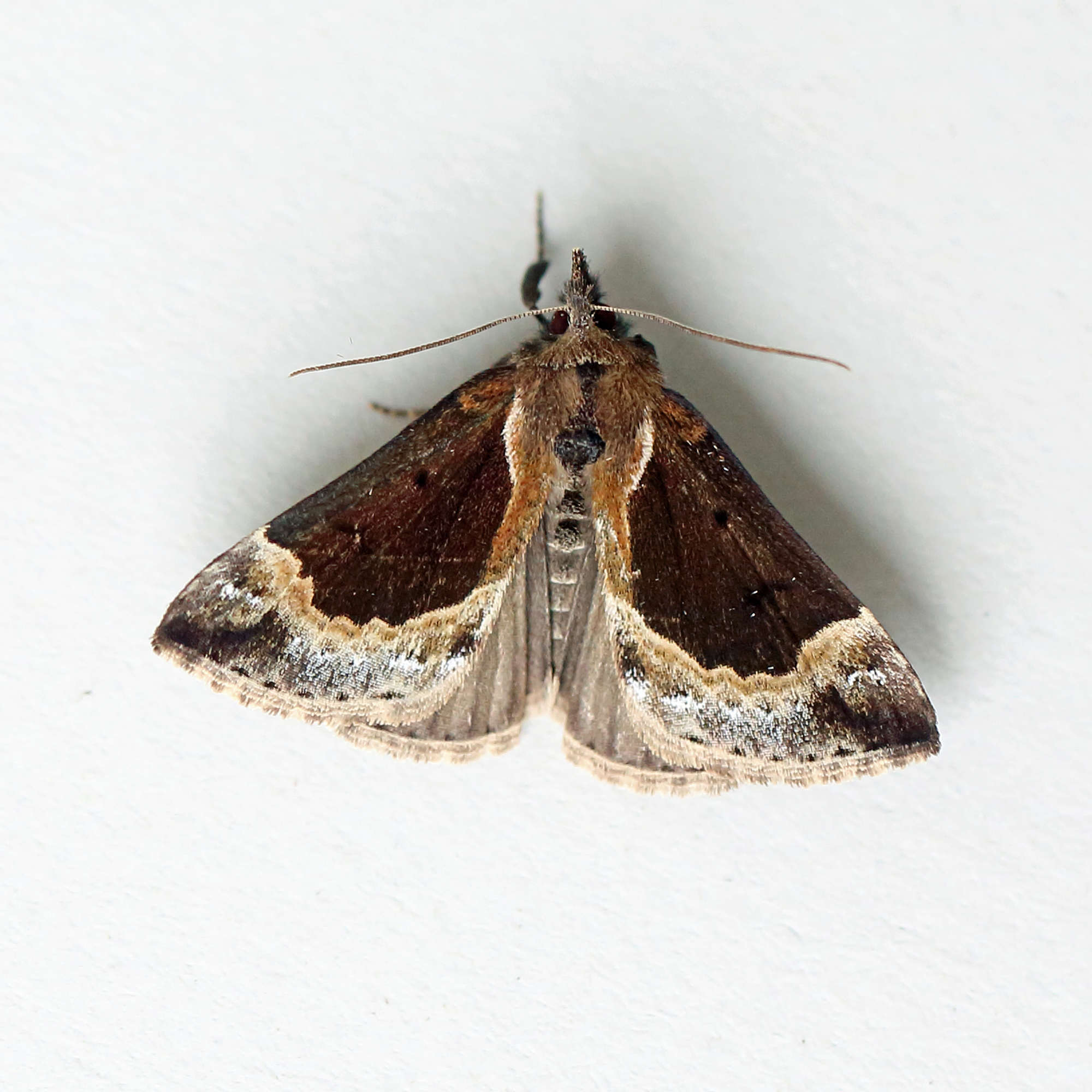 Beautiful Snout (Hypena crassalis) photographed in Somerset by Nigel Voaden