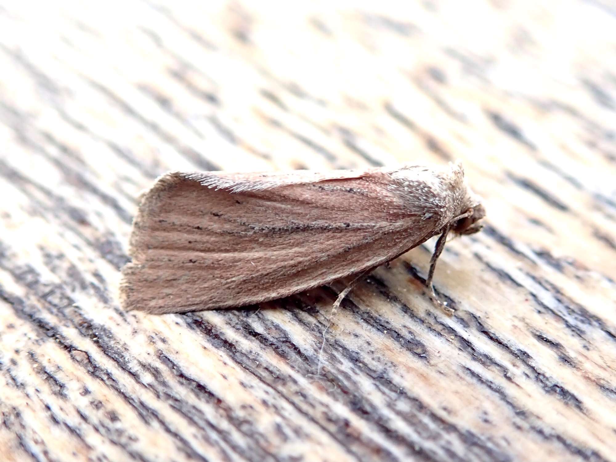 Small Dotted Buff (Photedes minima) photographed in Somerset by Sue Davies