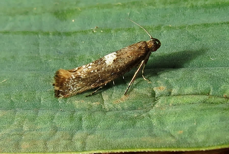 Leek Moth (Acrolepiopsis assectella) photographed in Somerset by Steve Chapple