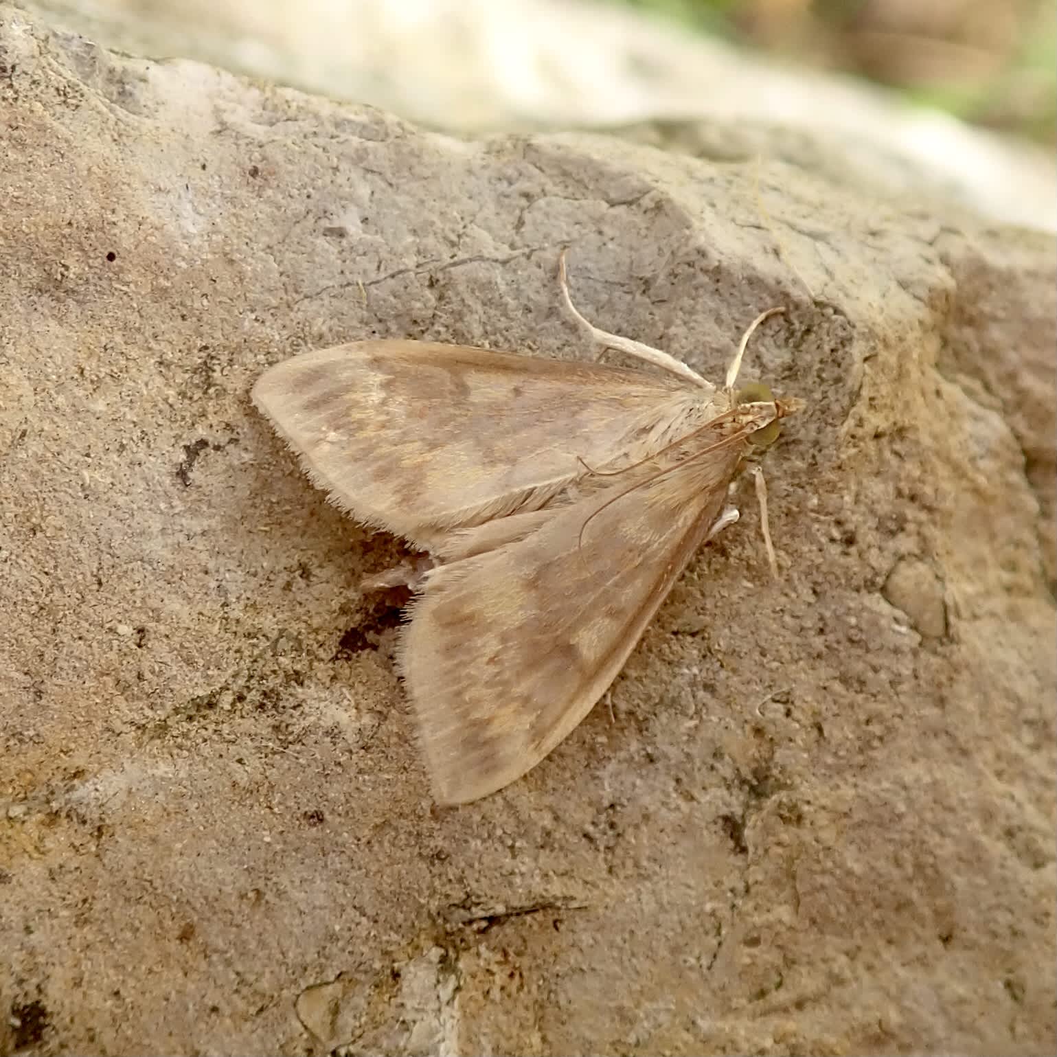 European Corn-borer (Ostrinia nubilalis) photographed in Somerset by Sue Davies