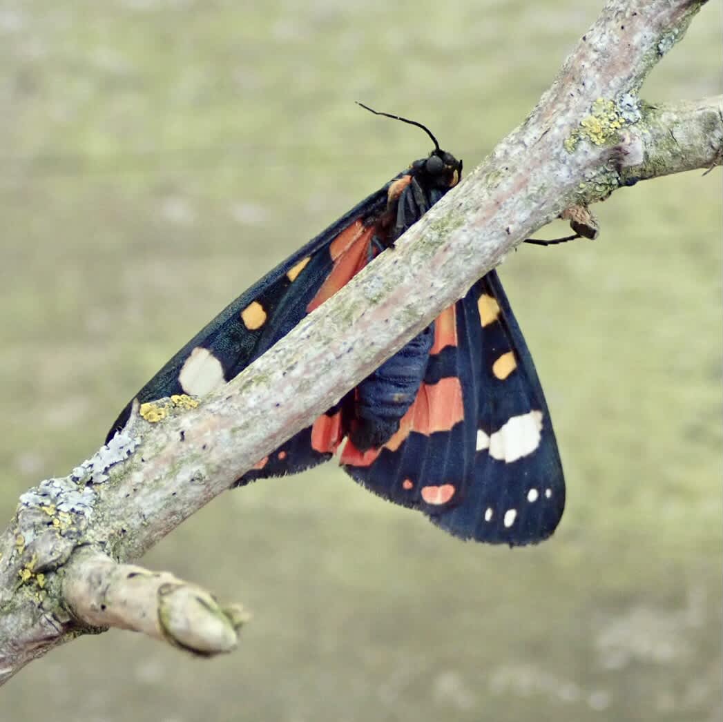 Scarlet Tiger (Callimorpha dominula) photographed in Somerset by Sue Davies