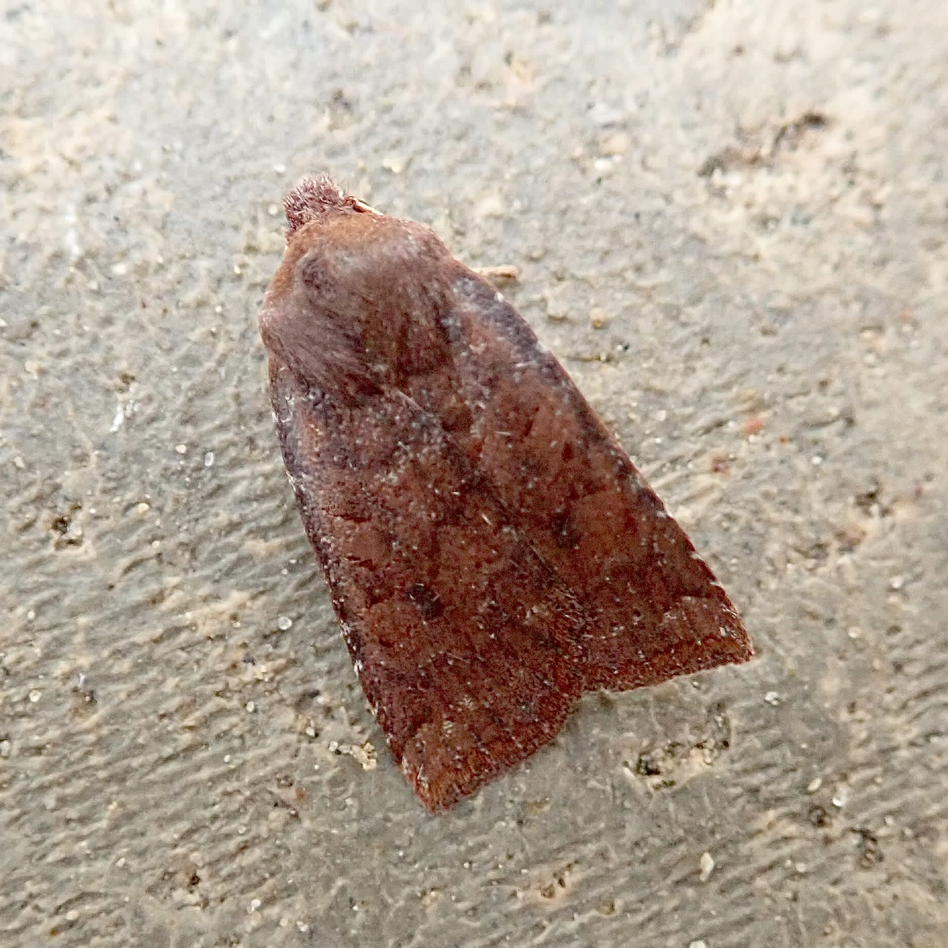 Dark Chestnut (Conistra ligula) photographed in Somerset by Sue Davies