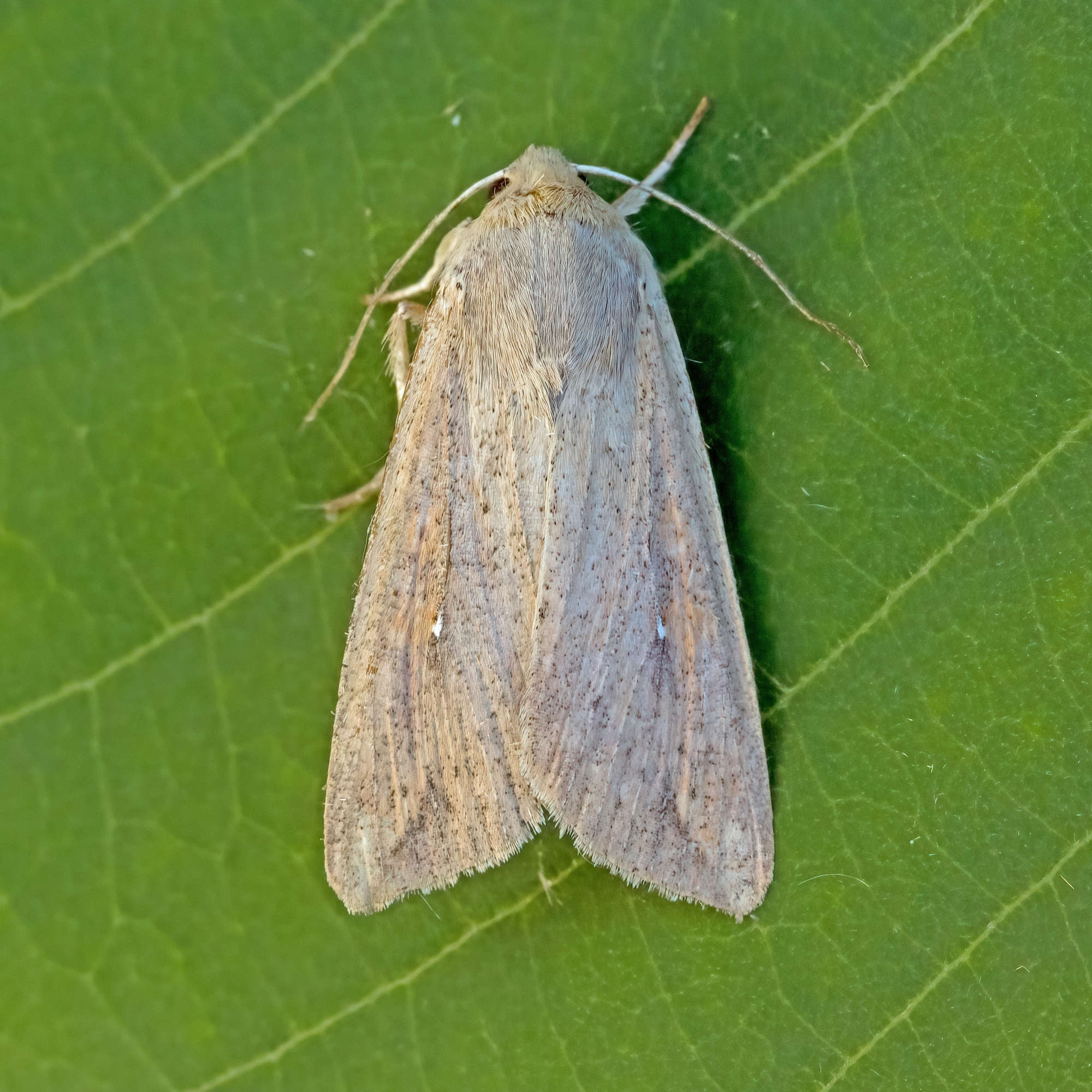 White-speck (Mythimna unipuncta) photographed in Somerset by Nigel Voaden