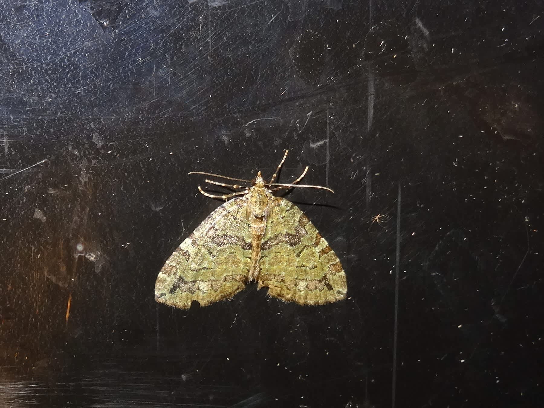 July Highflyer (Hydriomena furcata) photographed in Somerset by Christopher Iles