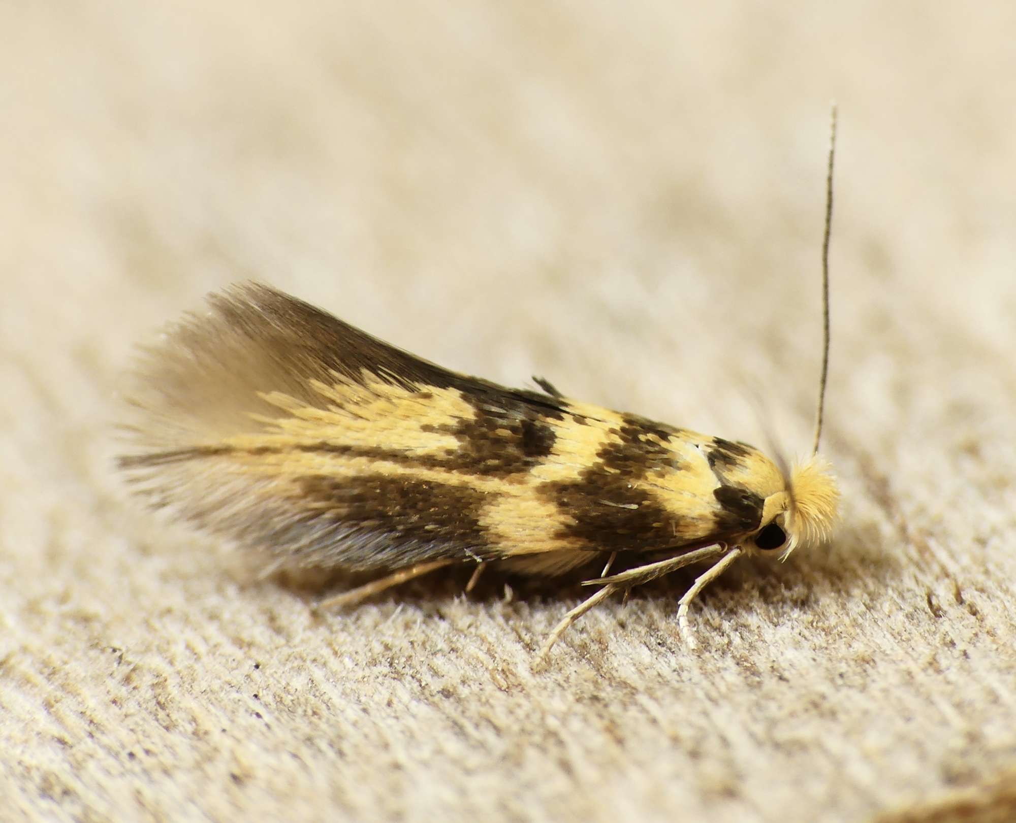 Lime Bent-wing (Bucculatrix thoracella) photographed in Somerset by Paul Wilkins