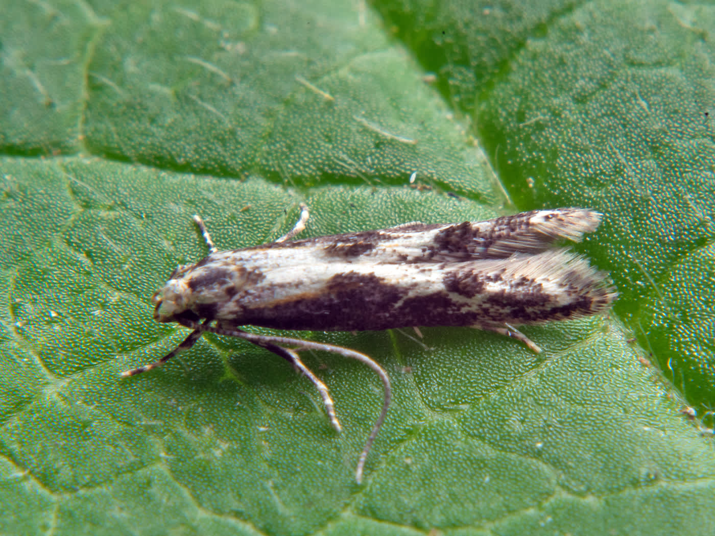 Hawthorn Cosmet (Blastodacna hellerella) photographed in Somerset by John Bebbington