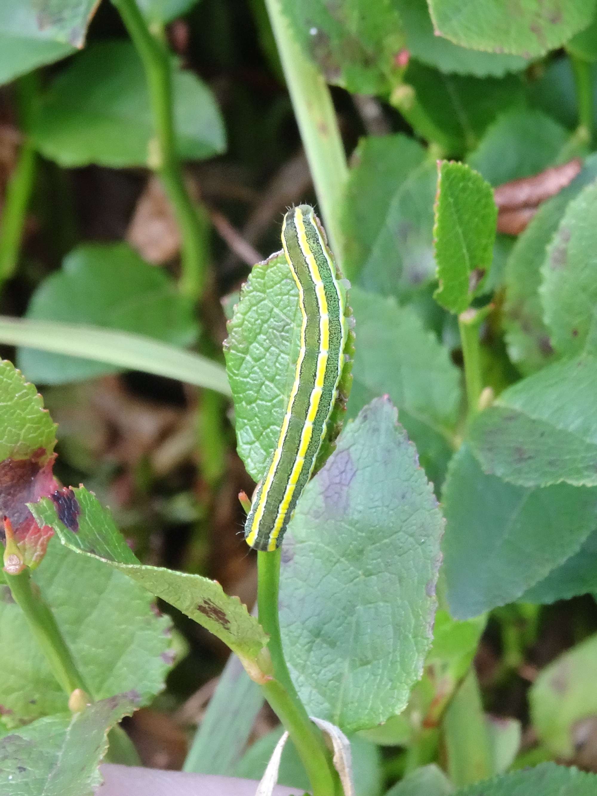 Broom Moth (Ceramica pisi) photographed in Somerset by Christopher Iles