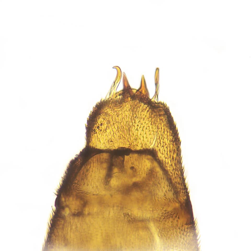 Western Midget (Phyllonorycter muelleriella) photographed in Somerset by Jenny Vickers