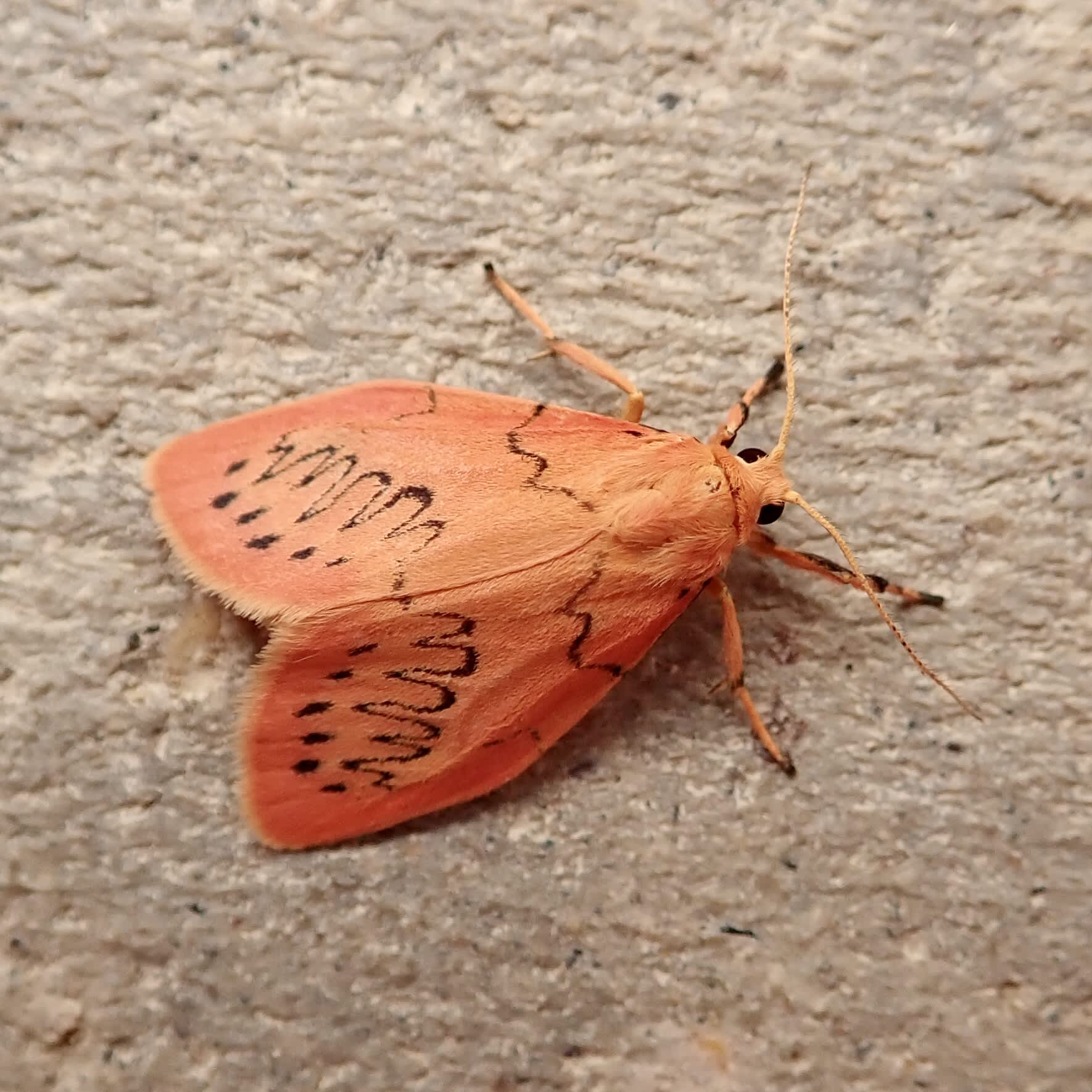 Rosy Footman (Miltochrista miniata) photographed in Somerset by Sue Davies