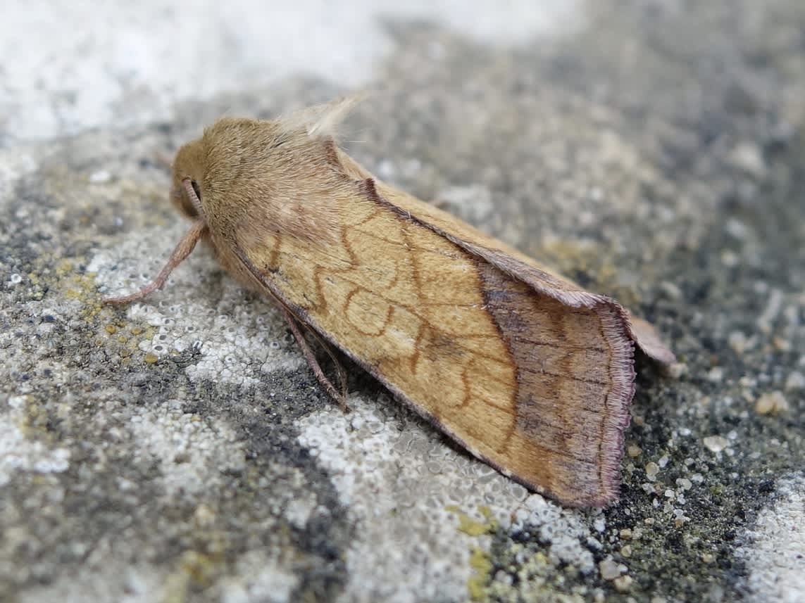 Bordered Sallow (Pyrrhia umbra) photographed in Somerset by Sue Davies