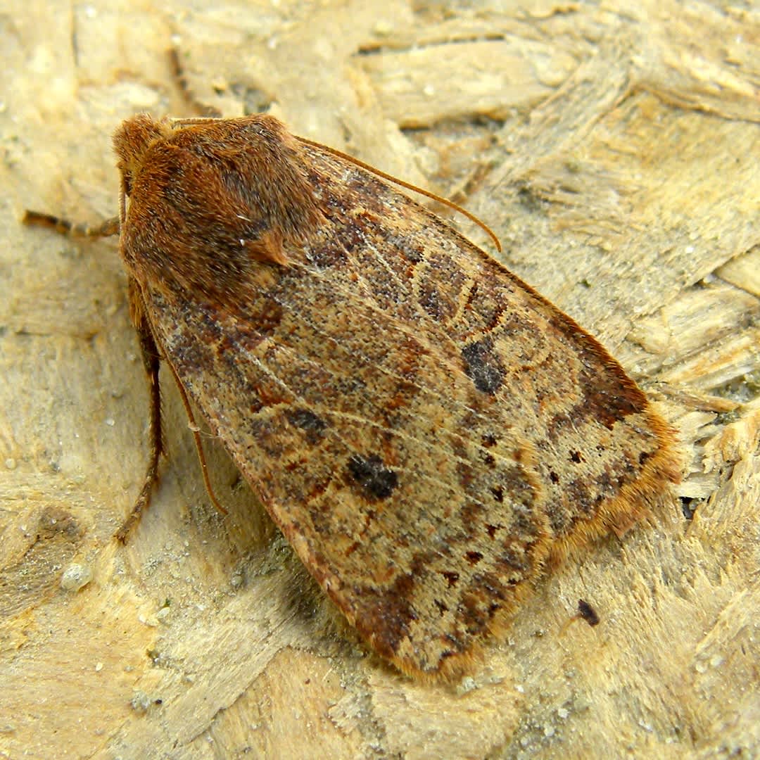 The Chestnut (Conistra vaccinii) photographed in Somerset by Sue Davies