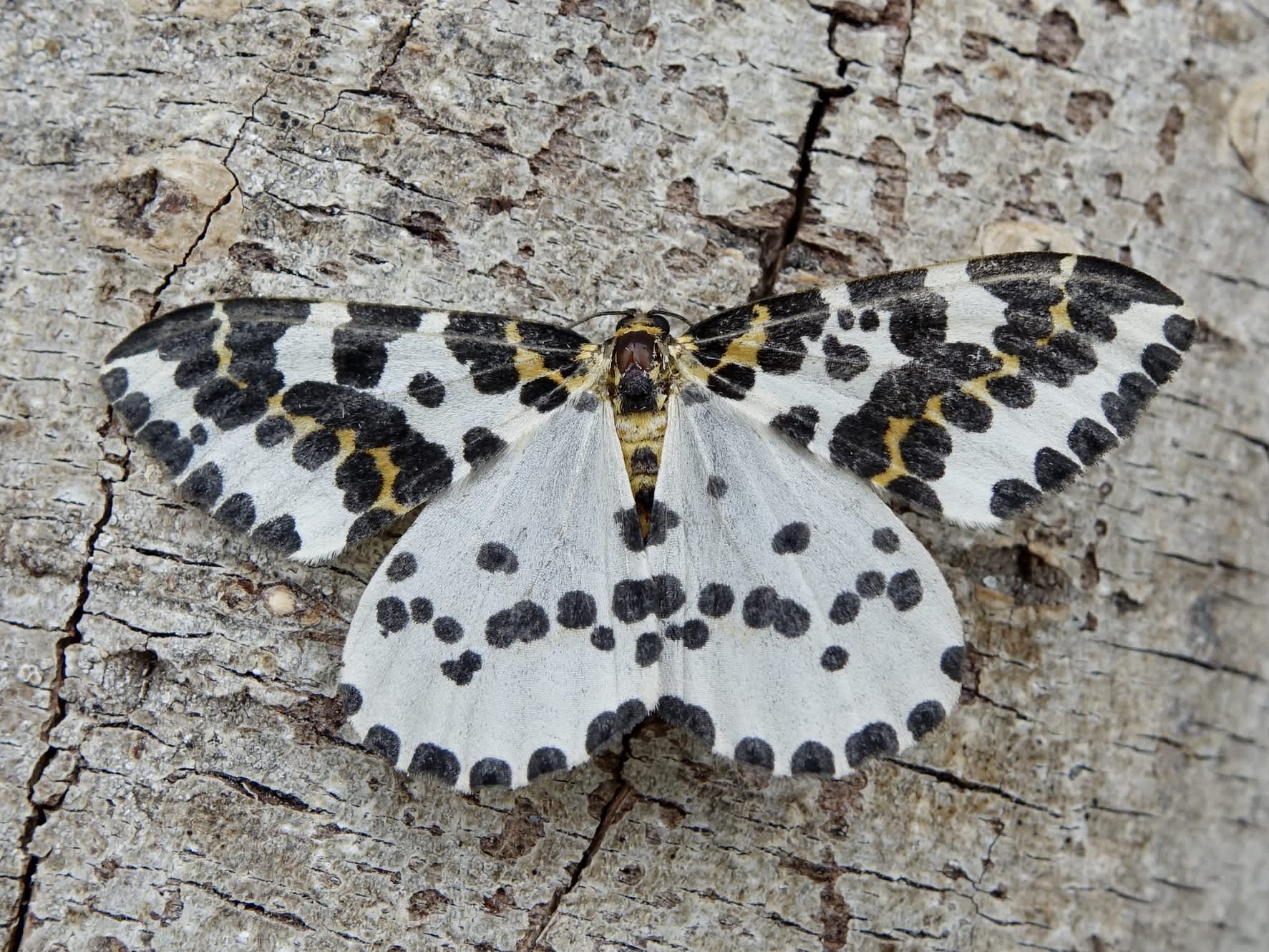 The Magpie (Abraxas grossulariata) photographed in Somerset by Sue Davies