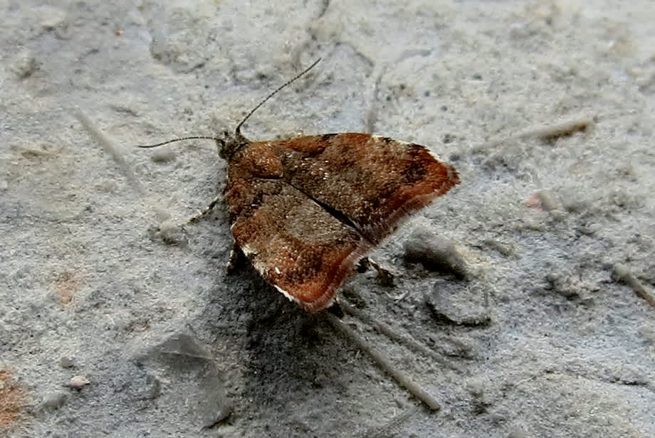 Apple-leaf Skeletonizer (Choreutis pariana) photographed in Somerset by Steve Chapple