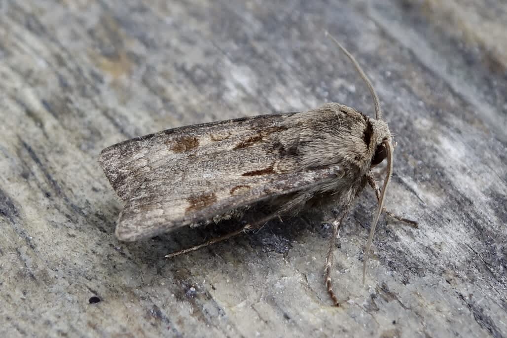 Heart & Dart (Agrotis exclamationis) photographed in Somerset by Sue Davies