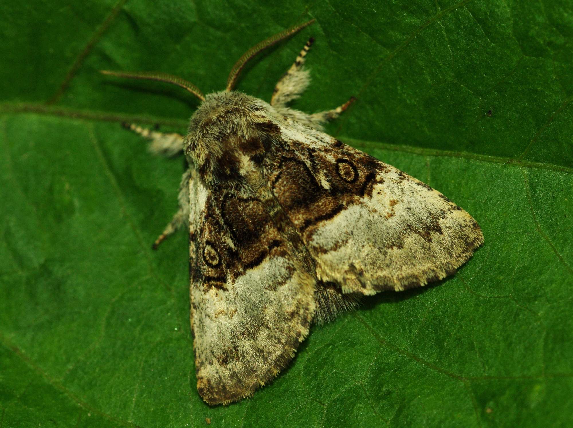 Nut-tree Tussock (Colocasia coryli) photographed in Somerset by John Connolly