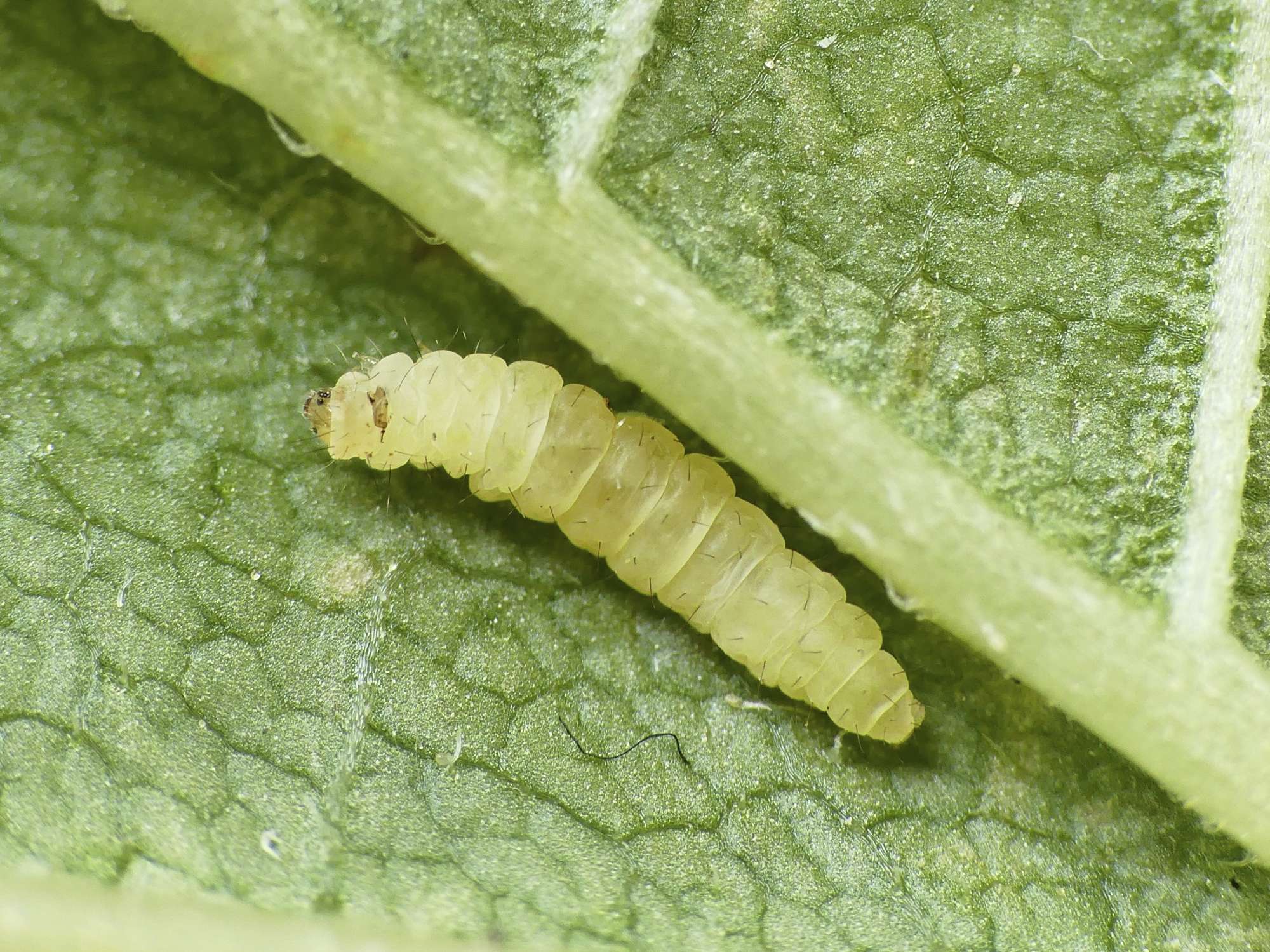 Lime Bent-wing (Bucculatrix thoracella) photographed in Somerset by Paul Wilkins