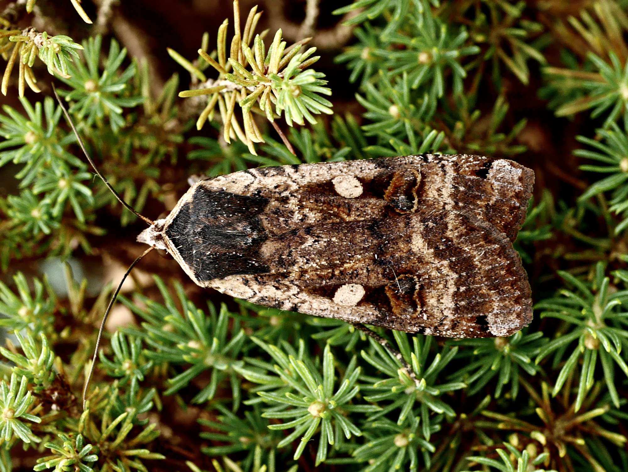 Large Yellow Underwing (Noctua pronuba) photographed in Somerset by John Connolly