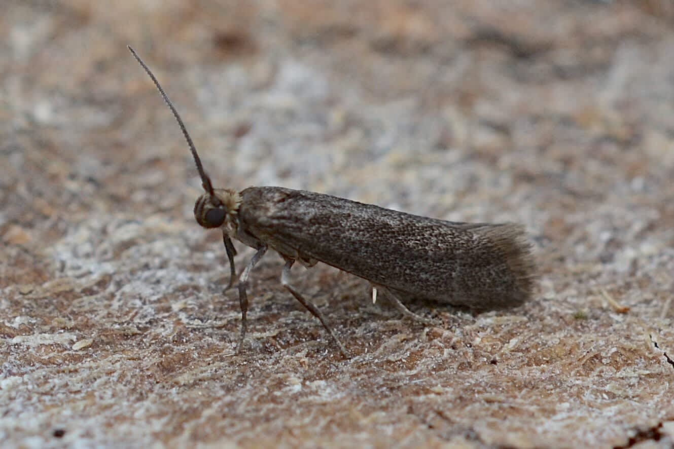 Dark Ash-bud Moth (Prays ruficeps) photographed in Somerset by Sue Davies