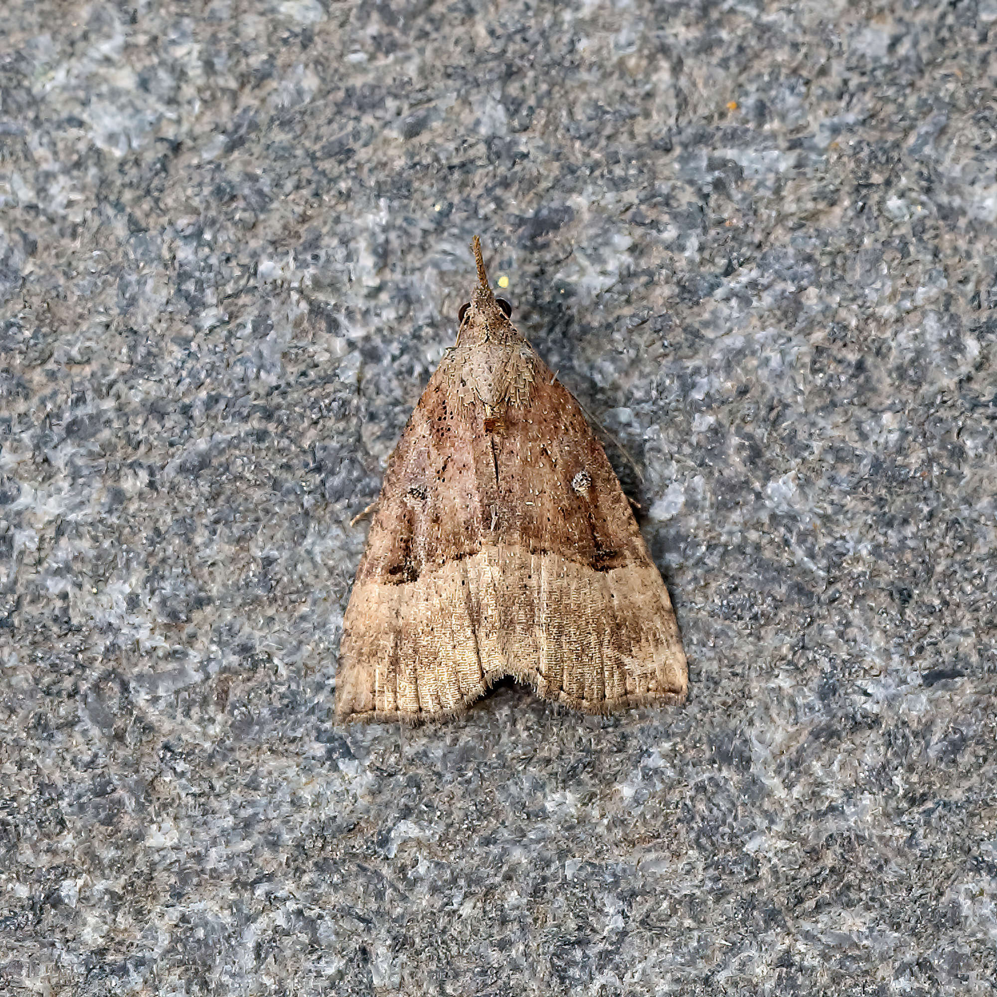 Buttoned Snout (Hypena rostralis) photographed in Somerset by Nigel Voaden