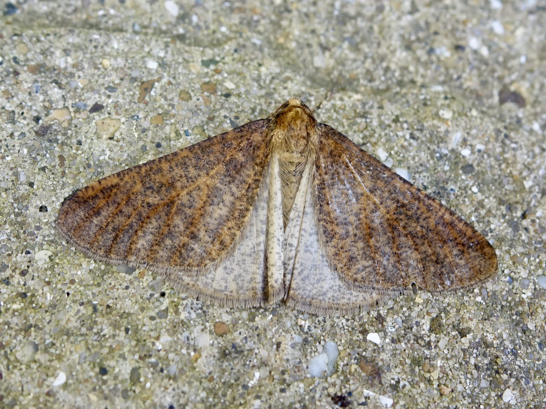 Mottled Umber (Erannis defoliaria) photographed in Somerset by Sue Davies