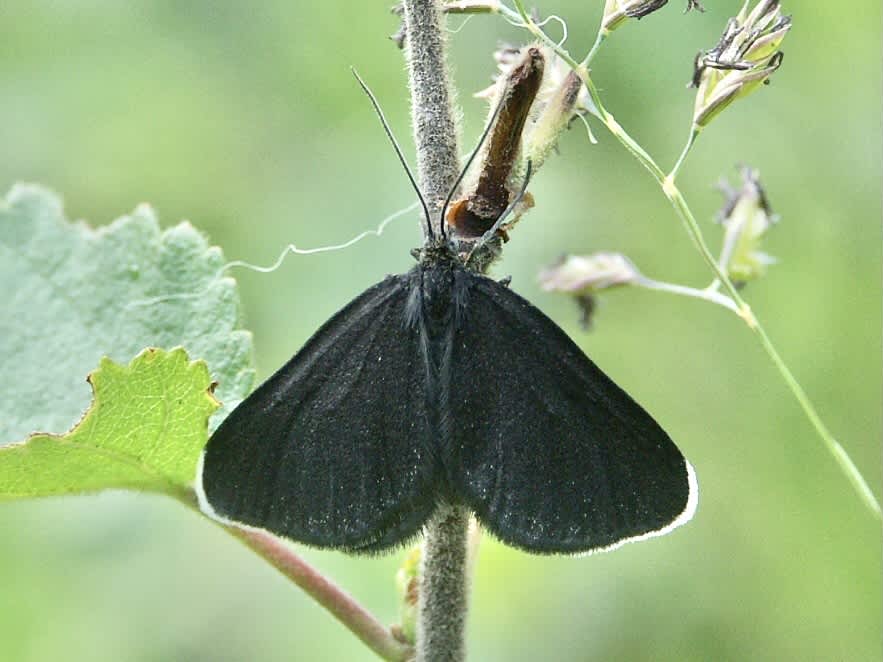 Chimney Sweeper (Odezia atrata) photographed in Somerset by Sue Davies