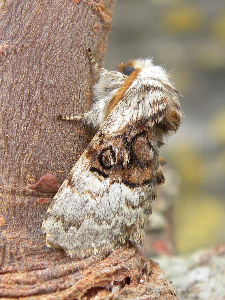 Nut-tree Tussock (Colocasia coryli) photographed in Somerset by Sue Davies