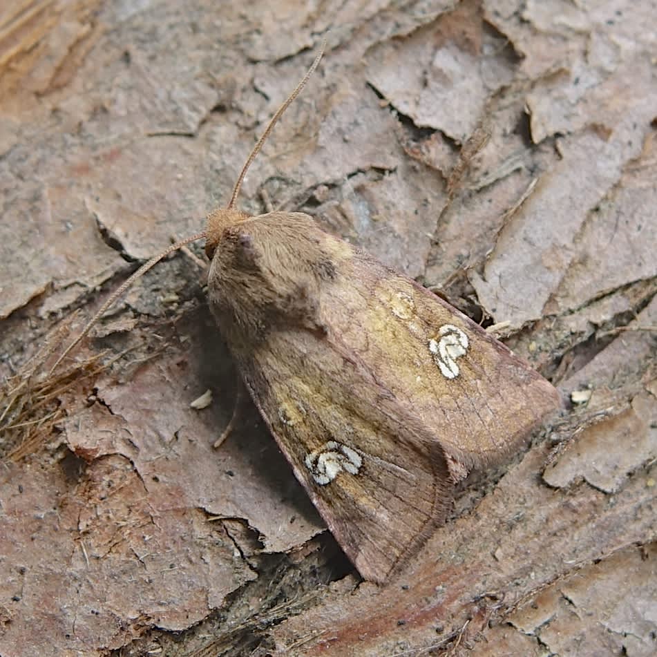 Ear Moth (Amphipoea oculea) photographed in Somerset by Sue Davies