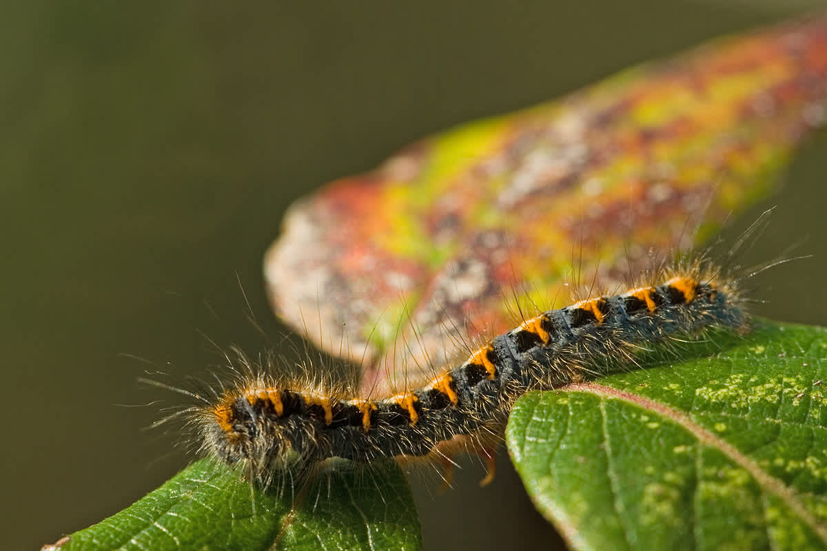 Oak Eggar (Lasiocampa quercus) photographed in Somerset by John Bebbington