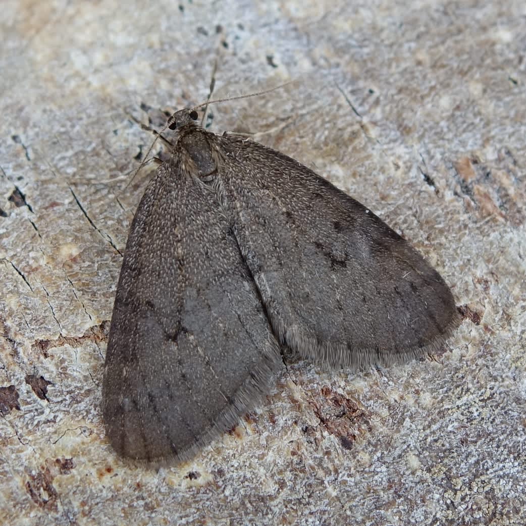 Winter Moth (Operophtera brumata) photographed in Somerset by Sue Davies