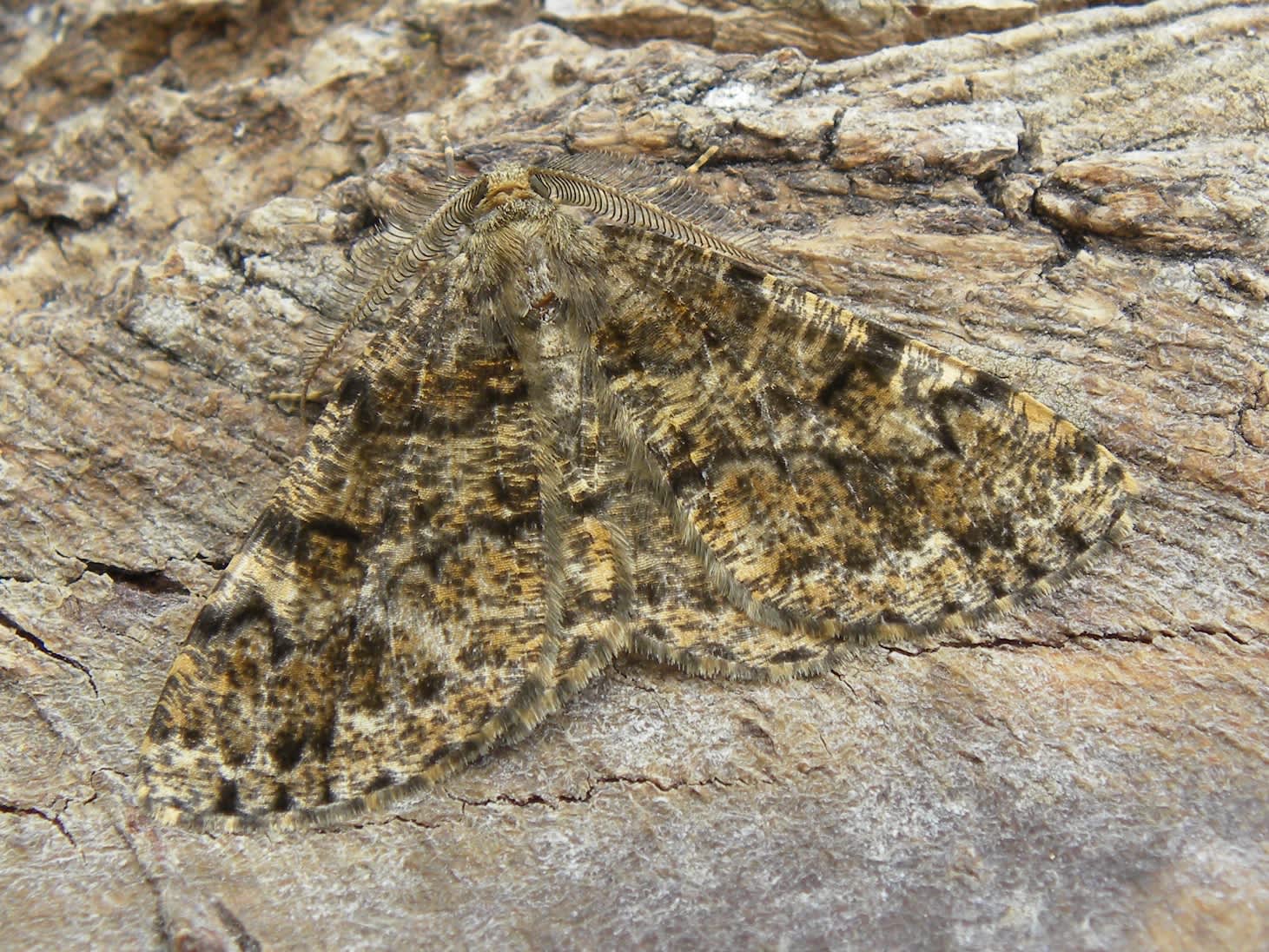 Satin Beauty (Deileptenia ribeata) photographed in Somerset by Sue Davies