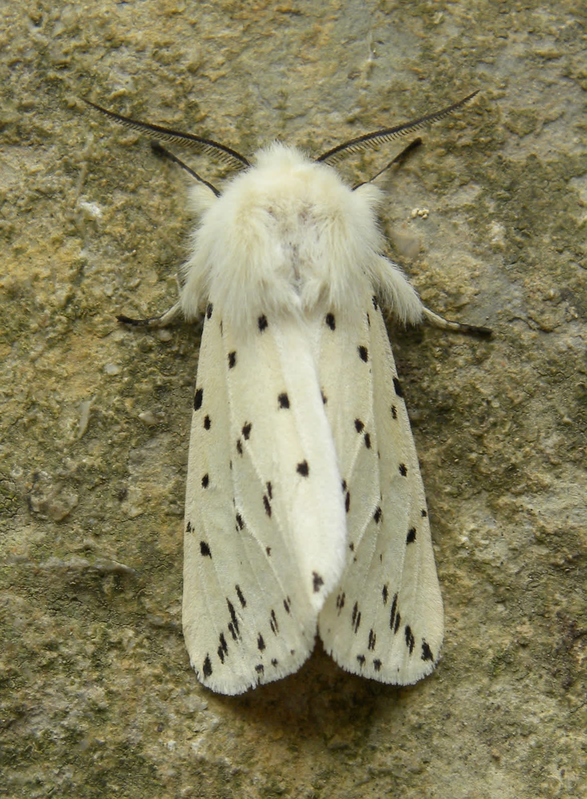 White Ermine (Spilosoma lubricipeda) photographed in Somerset by Sue Davies